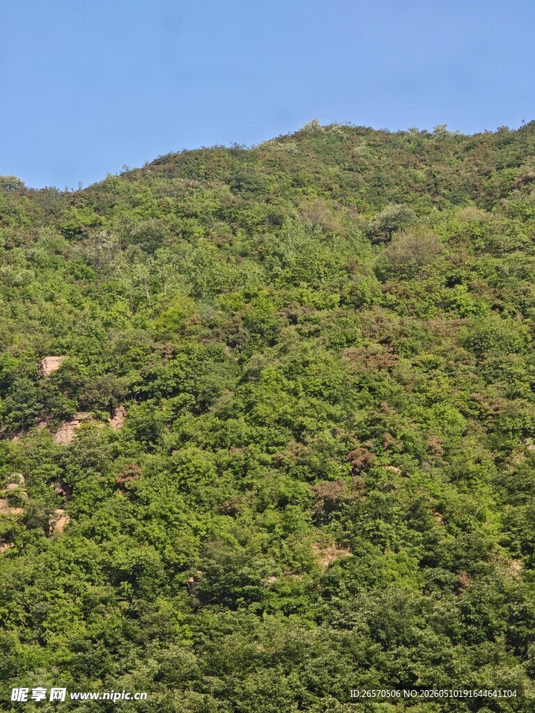 绿意盎然的山坡景色