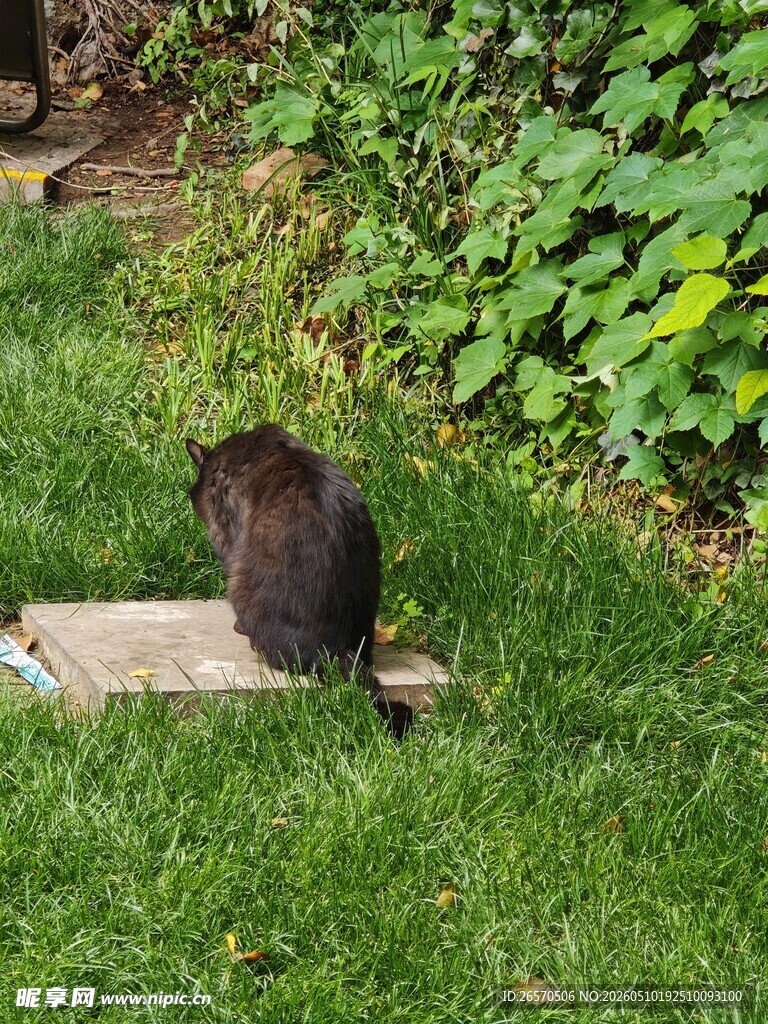 黑猫坐木板于绿植草地间