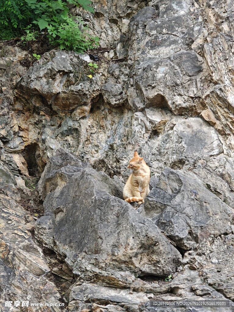 岩石上的小猫