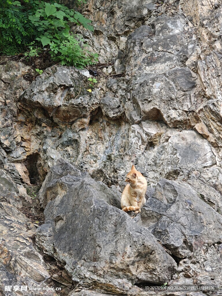 岩石上的小松鼠
