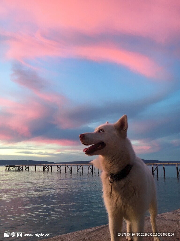 夕阳下眺望的可爱白狗