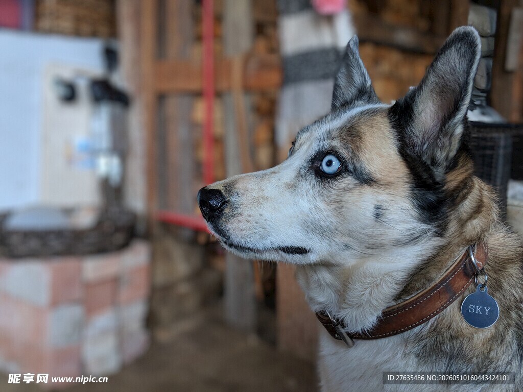 蓝眼萌犬吐舌侧头瞬间