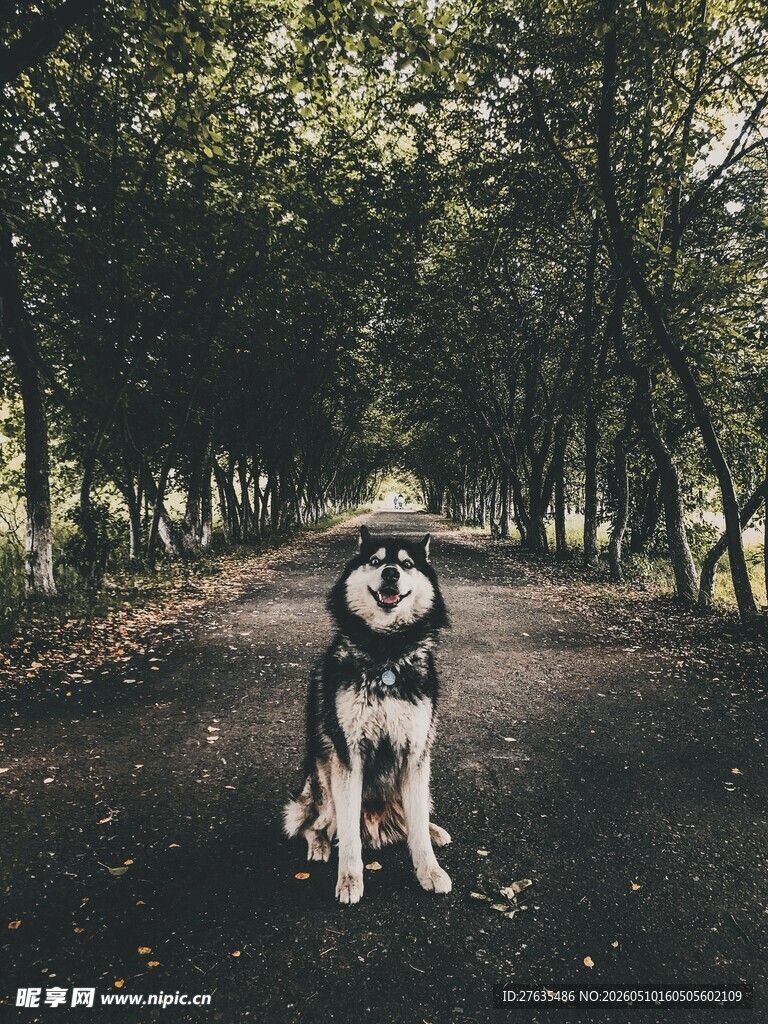 林间静坐的帅气哈士奇