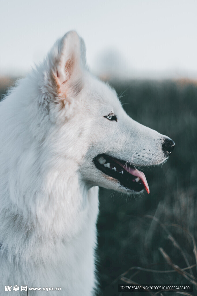 白色牧羊犬户外肖像