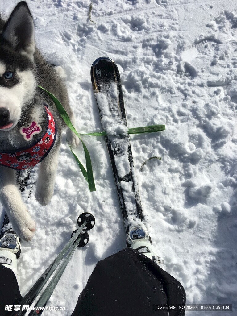 雪地中的萌犬与滑雪装备
