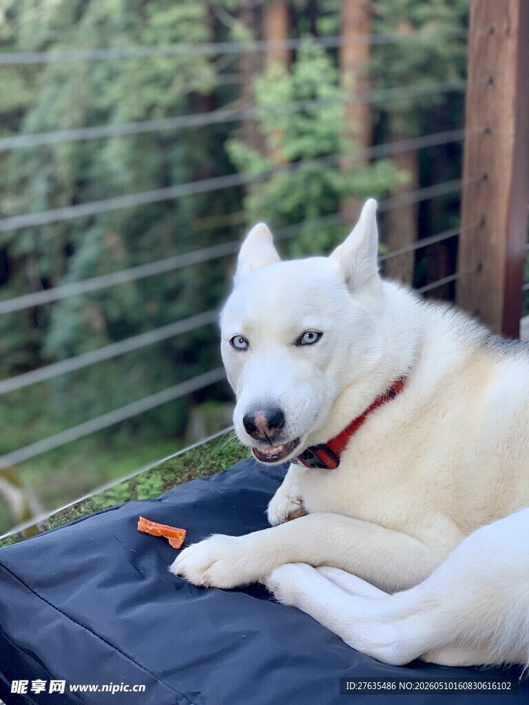 趴着的白狗