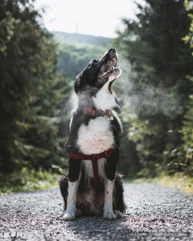 坐于林间的仰头狗狗