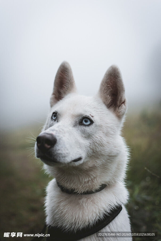 蓝眼白犬户外仰头凝望