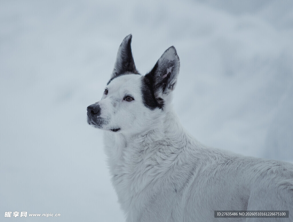 雪地中的白犬
