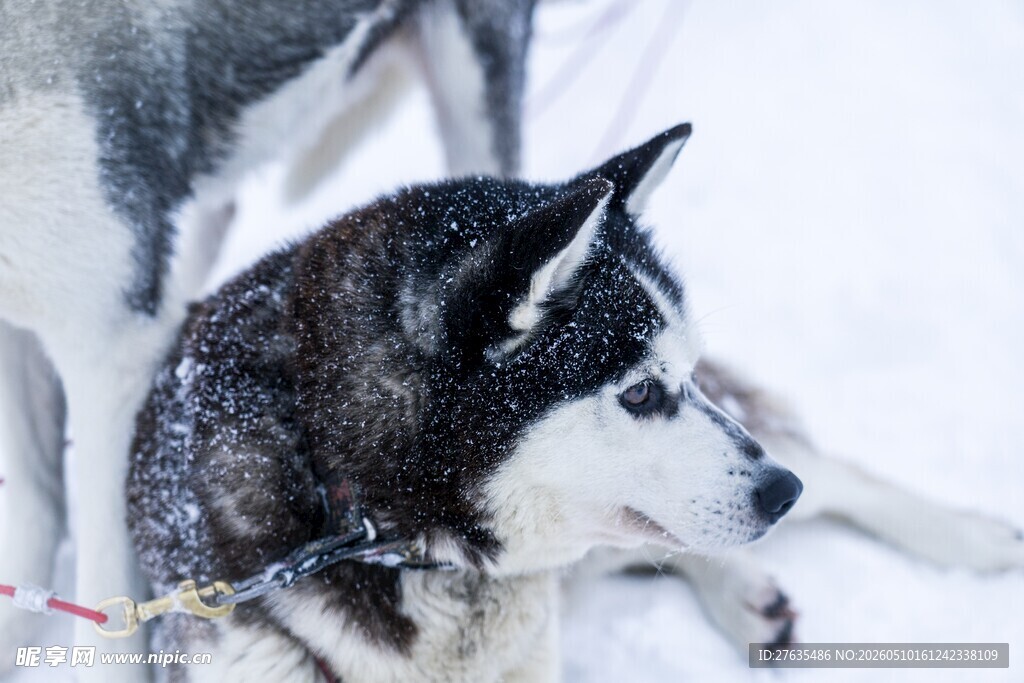 雪地中的哈士奇
