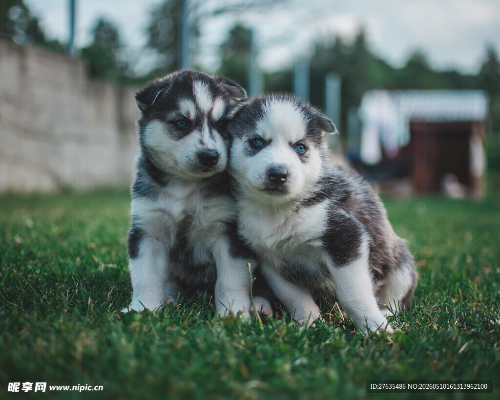 两只可爱的哈士奇幼犬