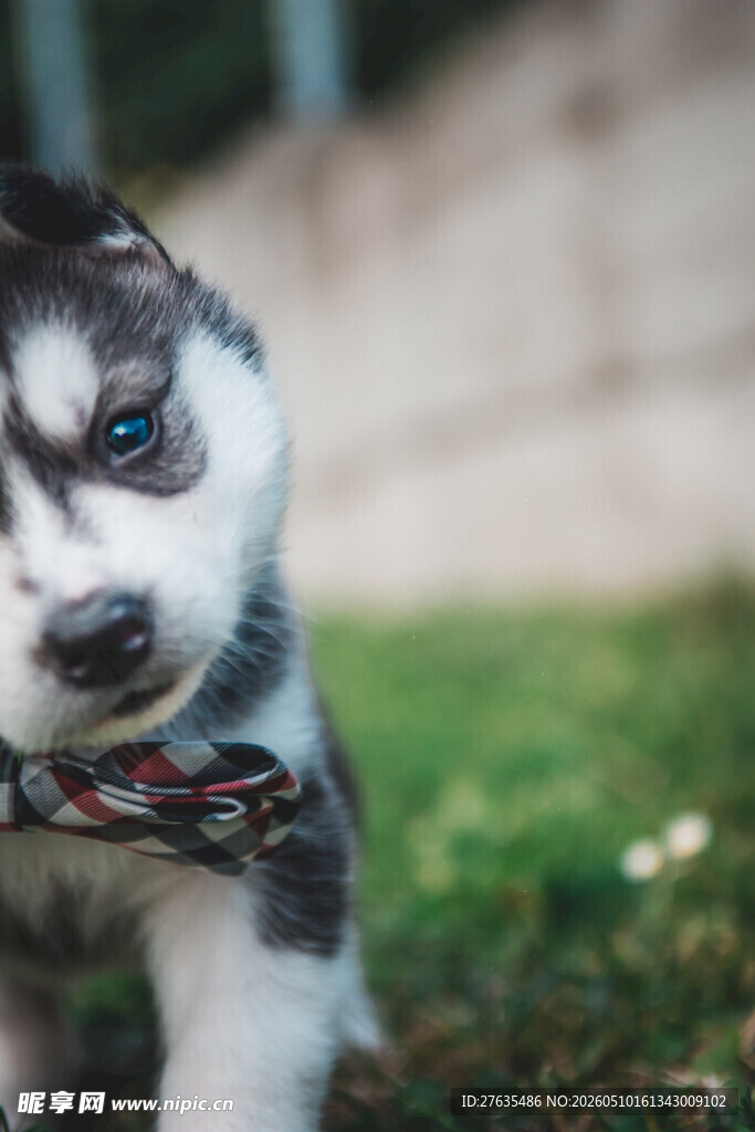 戴领结的可爱哈士奇幼犬