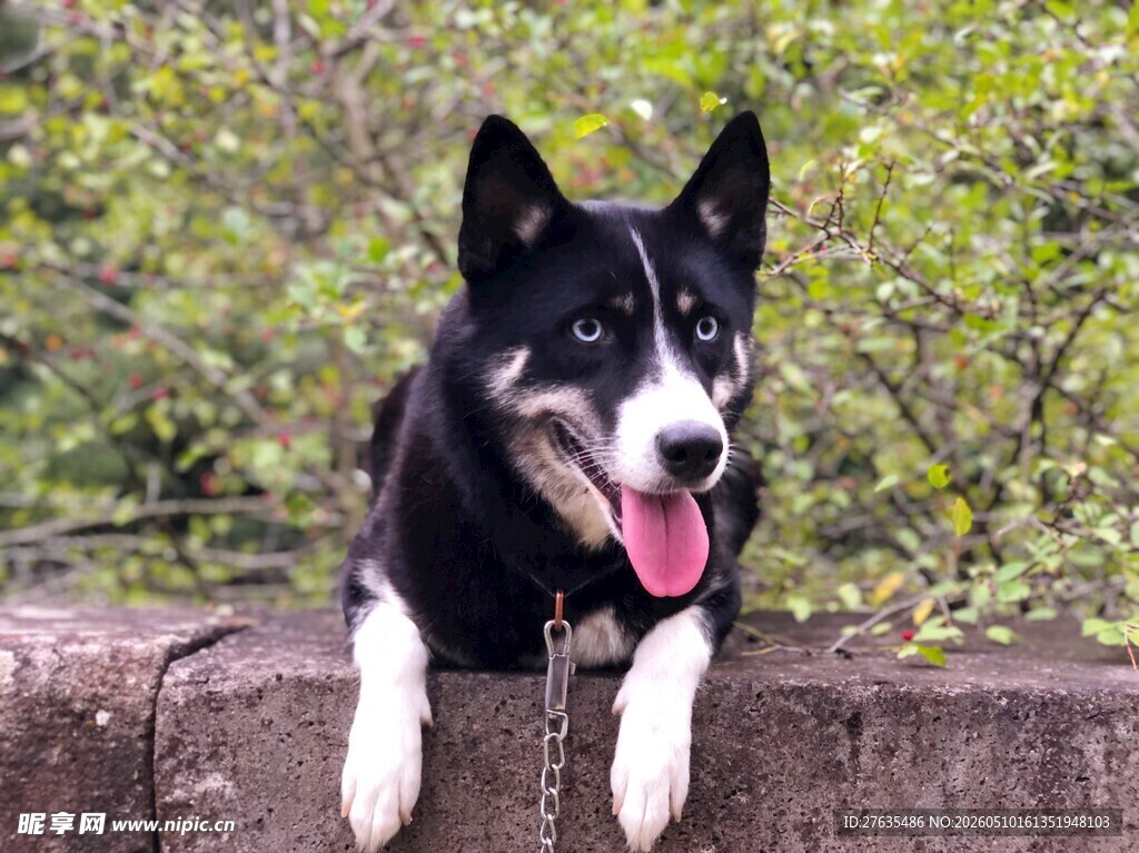 可爱黑白色狗狗趴石上