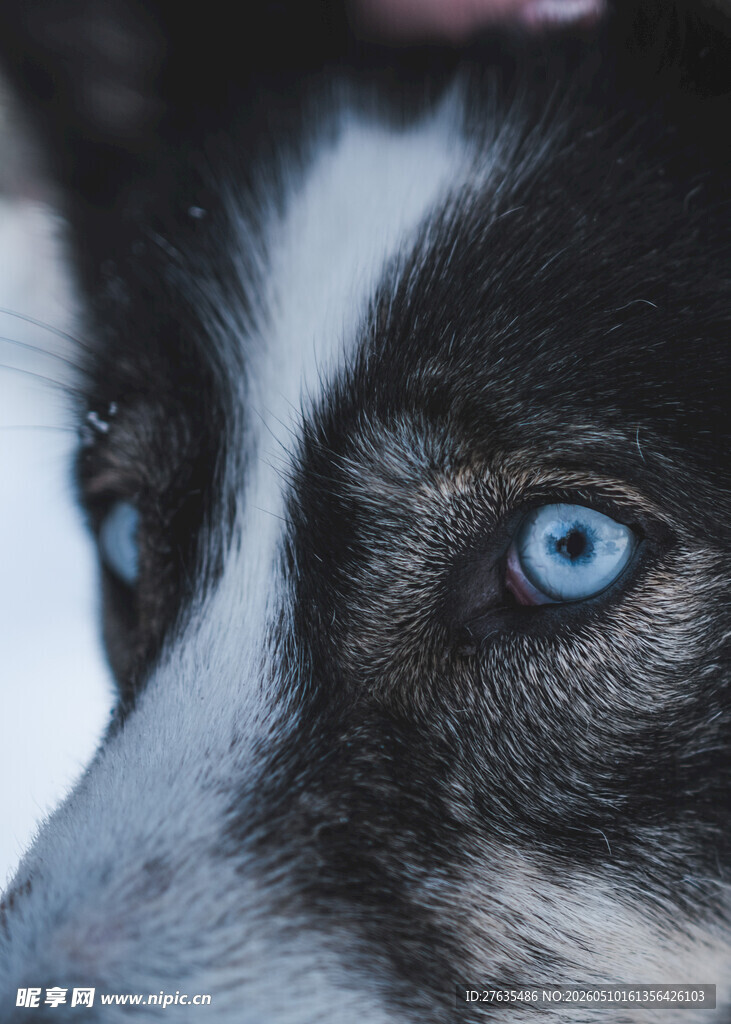 蓝眼黑白犬的特写时刻