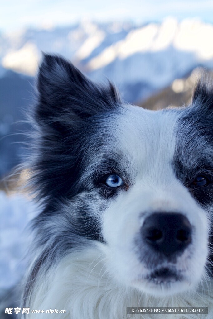 雪地中的蓝眼边境牧羊犬