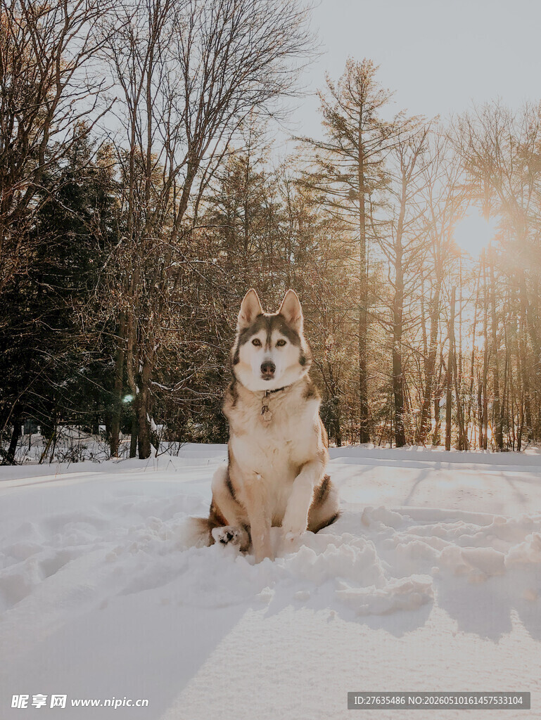 雪地中静坐的哈士奇