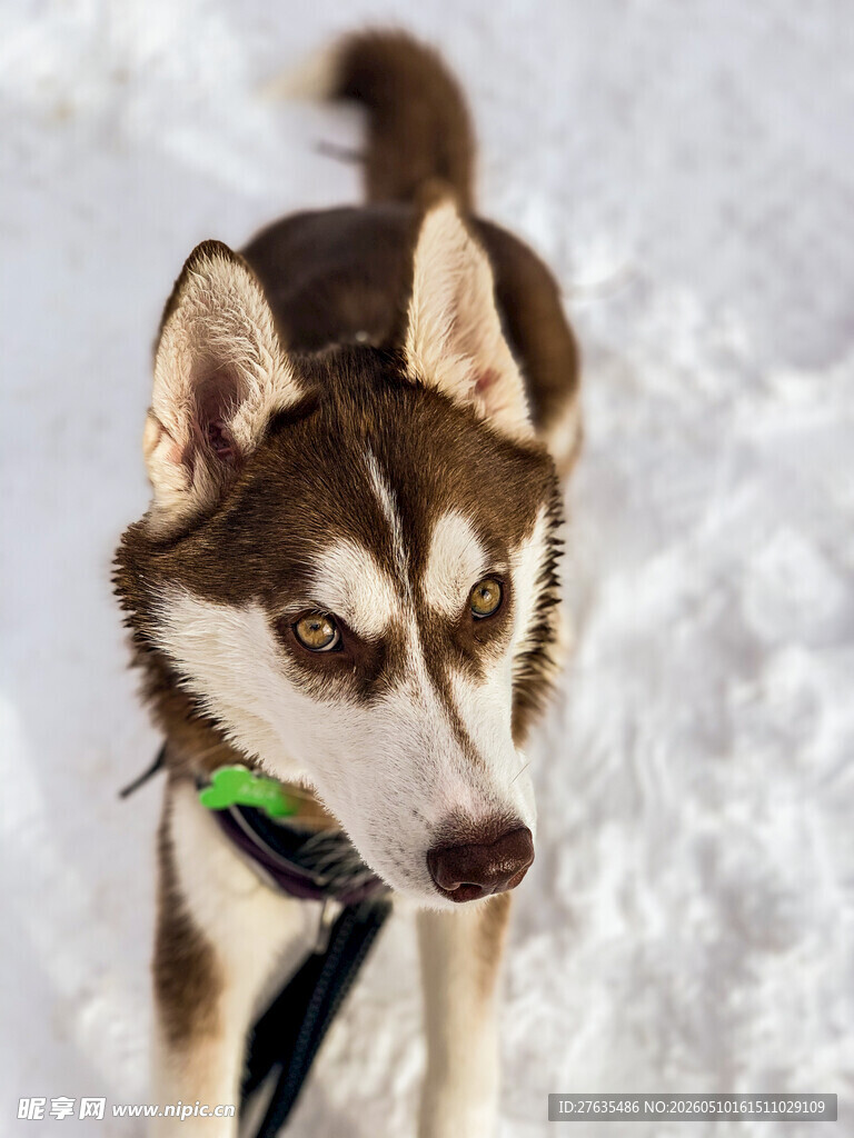 雪地中的帅气哈士奇