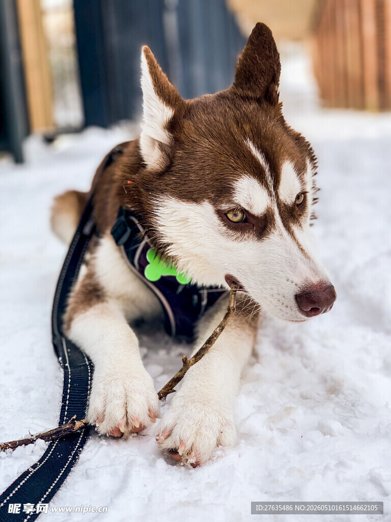 雪地中拴着的帅气哈士奇
