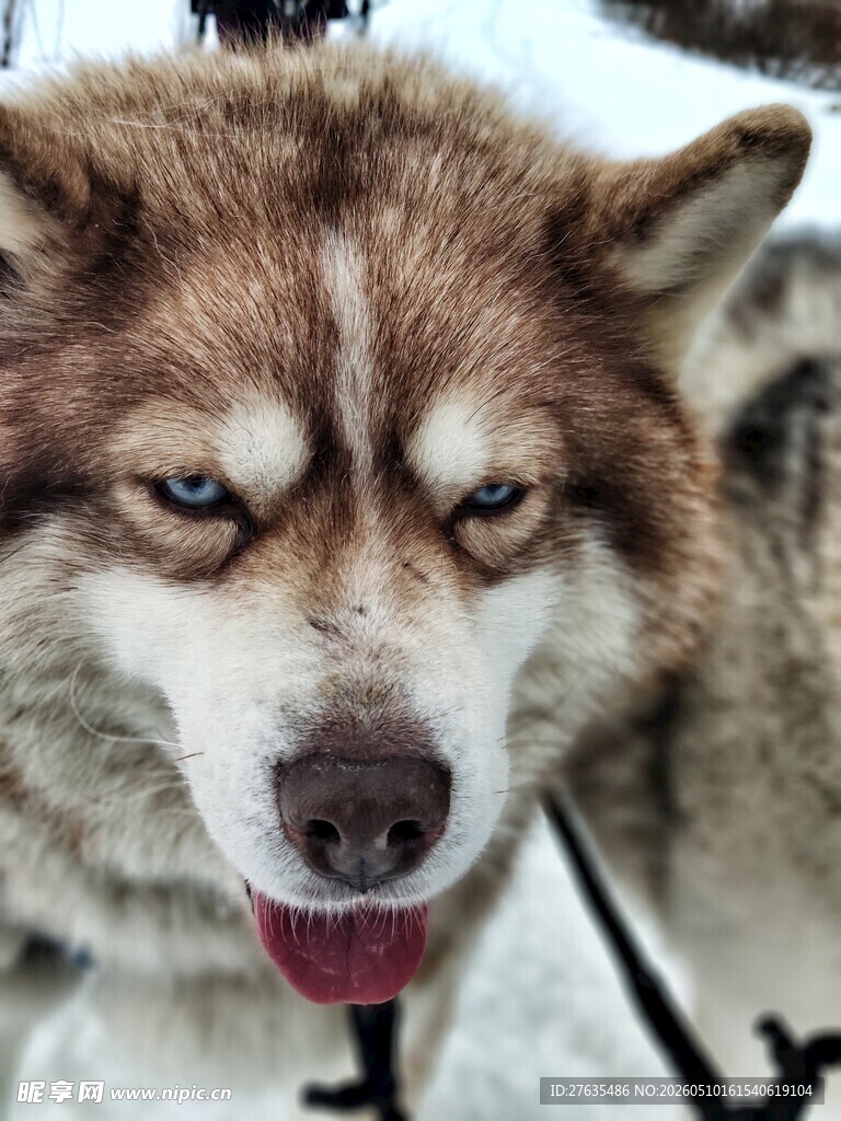 雪地中的哈士奇