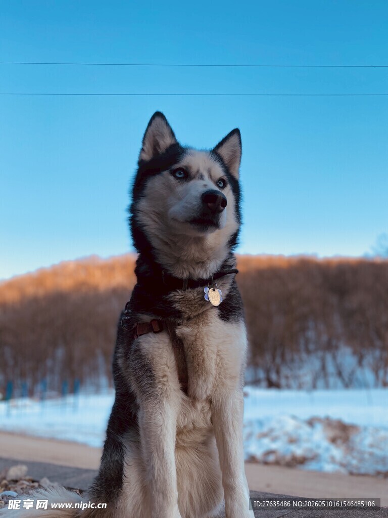雪地中的帅气哈士奇