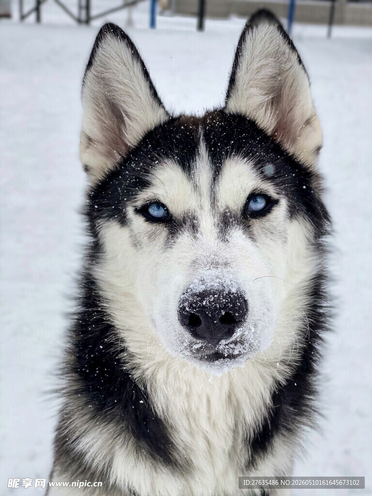 雪地中的哈士奇
