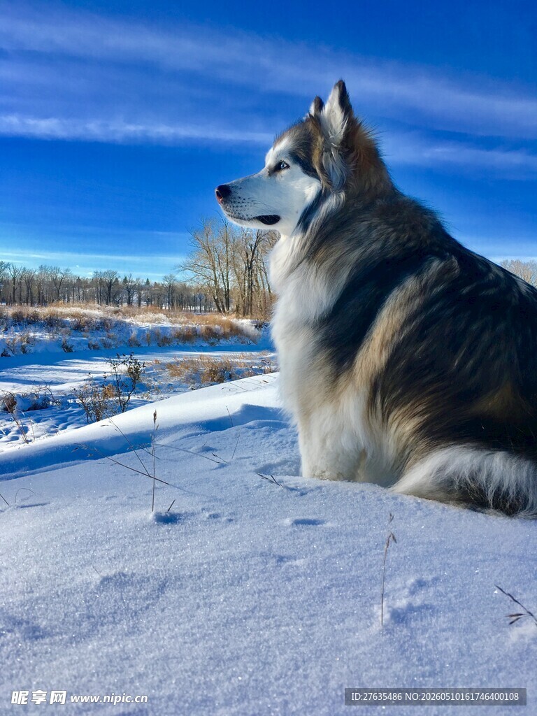 雪地中的帅气哈士奇