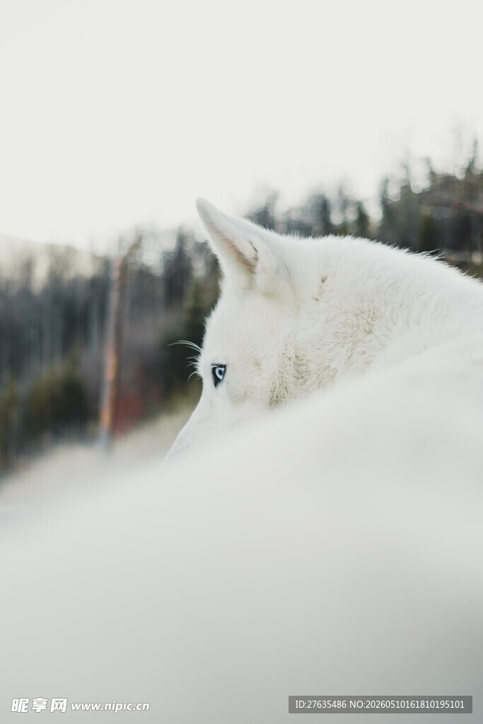 雪地中的白色猫咪