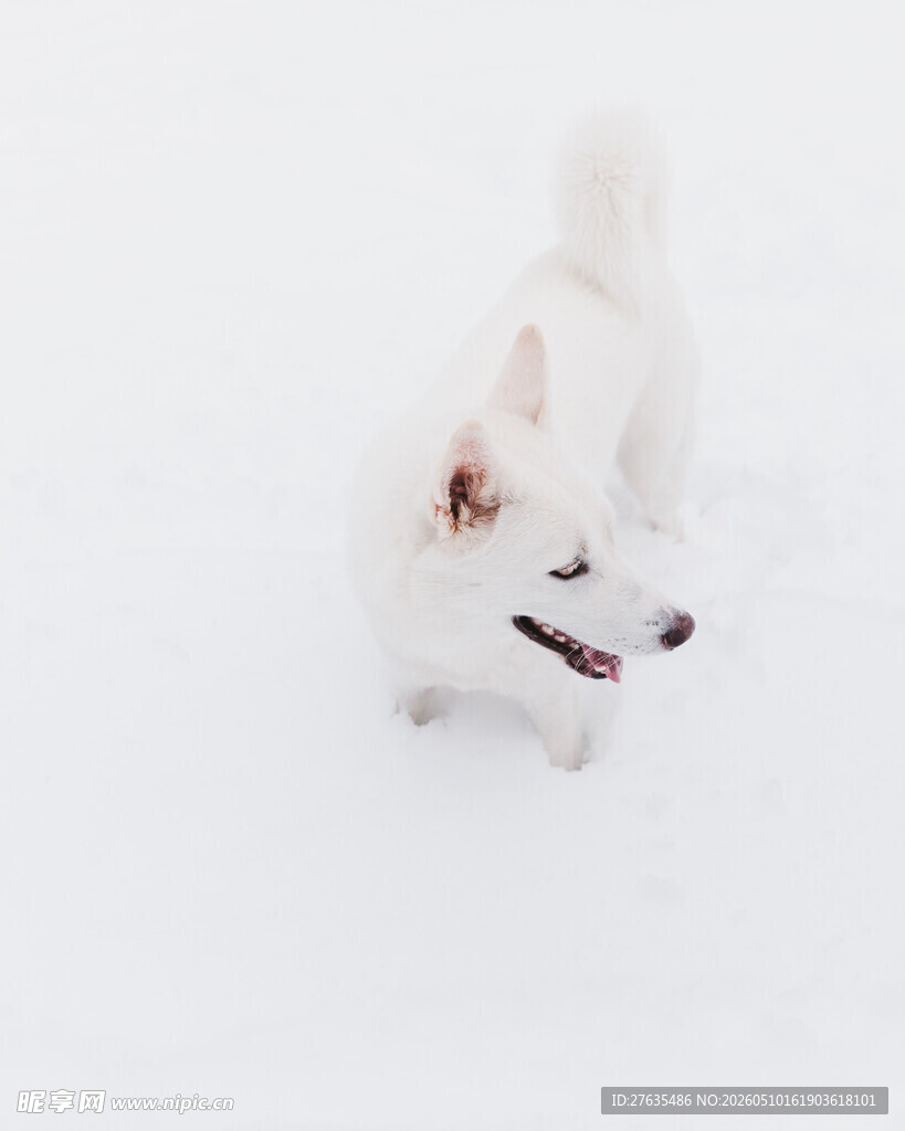 雪地中的白色小狗