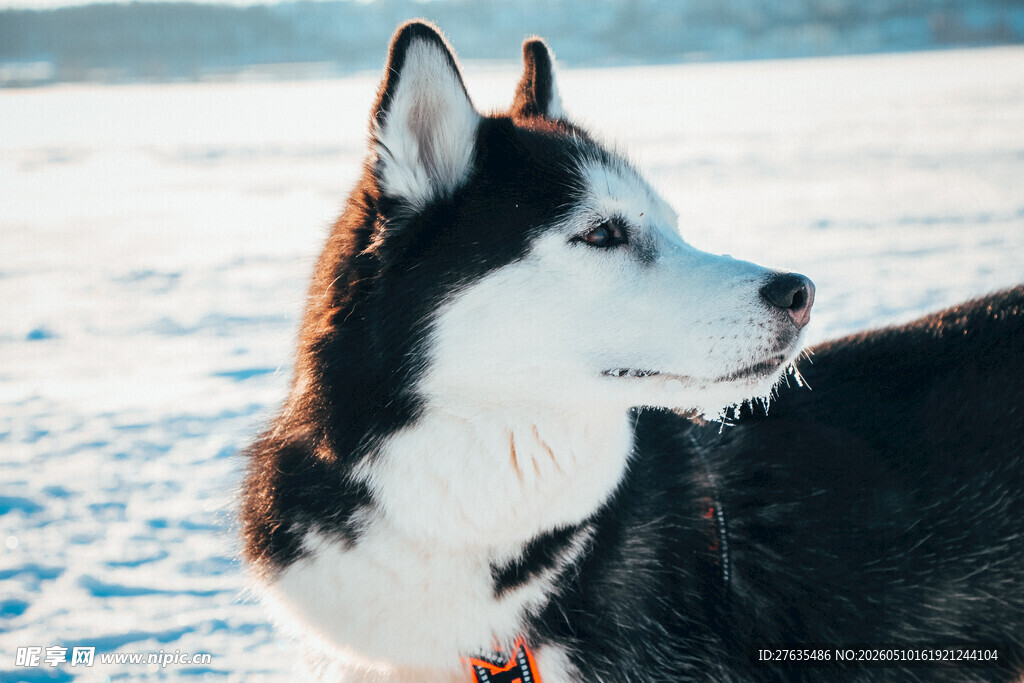 雪地中的哈士奇