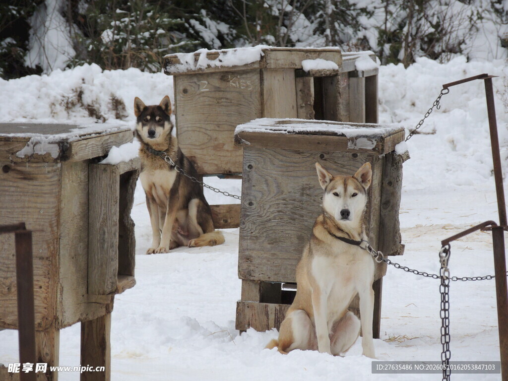 雪地中被拴住的几只狗