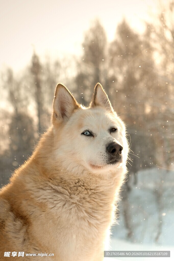 雪地中的可爱萨摩耶犬
