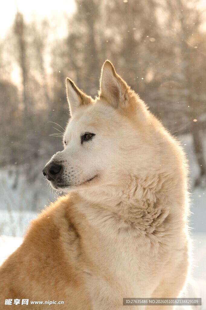 雪地中的柴犬