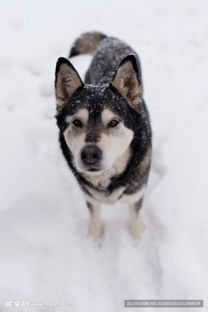 雪地中的可爱哈士奇