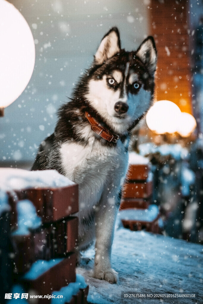 雪地中的哈士奇