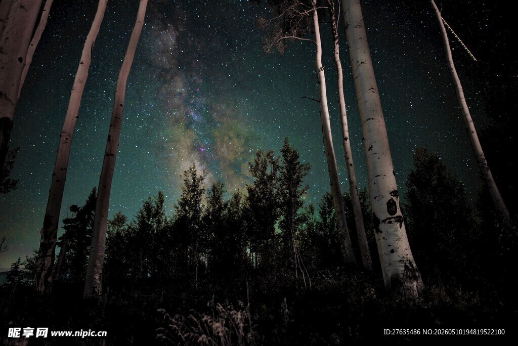 森林夜空下的璀璨星空