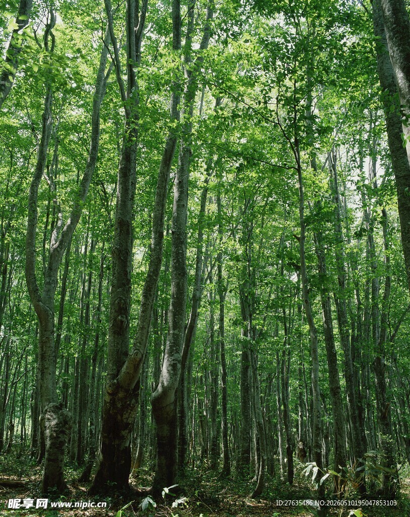 翠绿茂密的林间景象