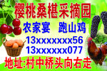 樱桃桑葚采摘园宣传牌