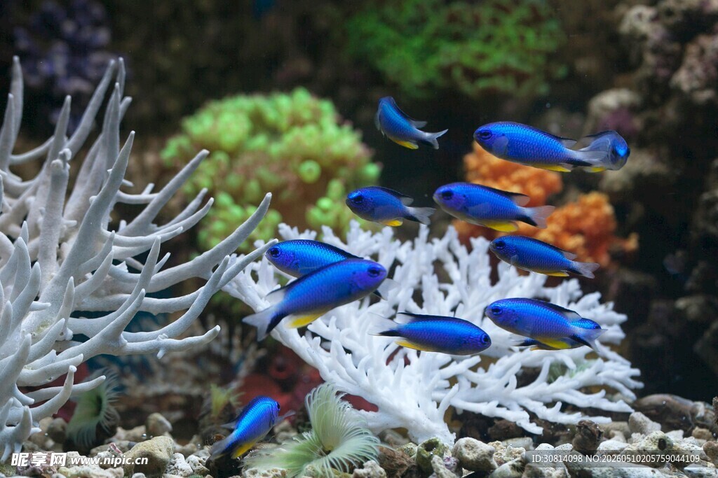 海底蓝鱼与多彩珊瑚景观