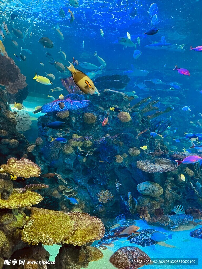 多彩海底世界的美丽景象