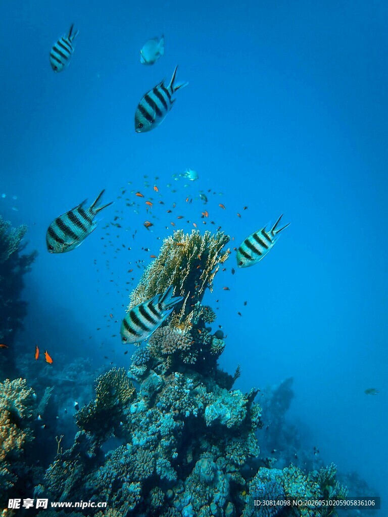 海底斑斓鱼群与珊瑚景观
