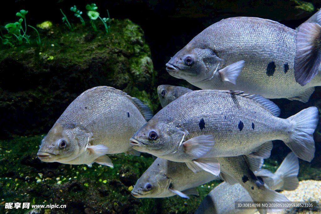 群鱼悠游于水族箱中