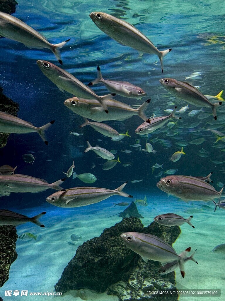 海底鱼群畅游景象