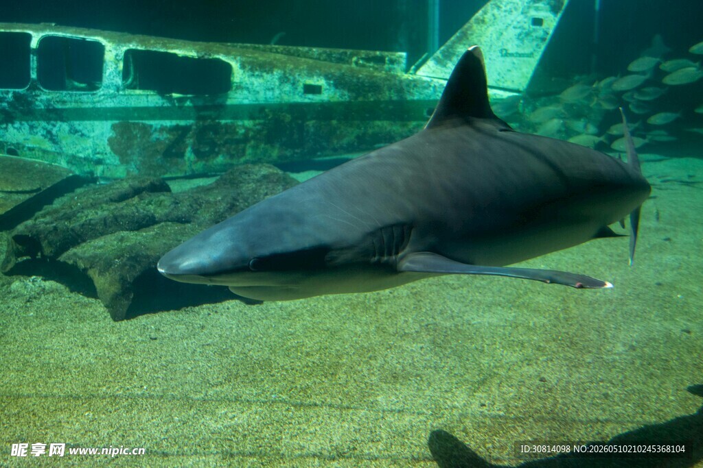 水族馆中休憩的鲨鱼
