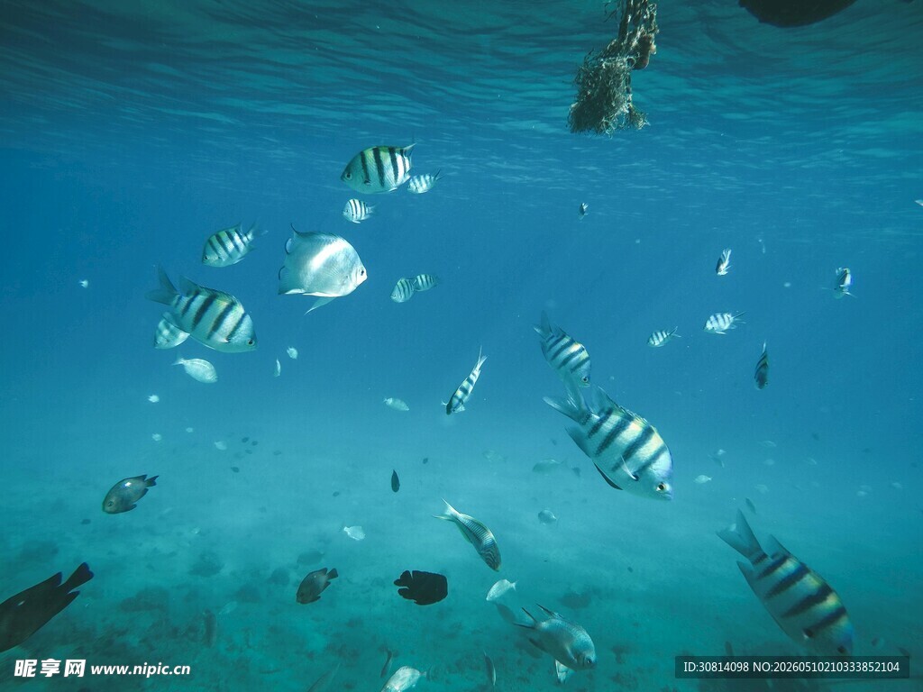 海底鱼群畅游美景
