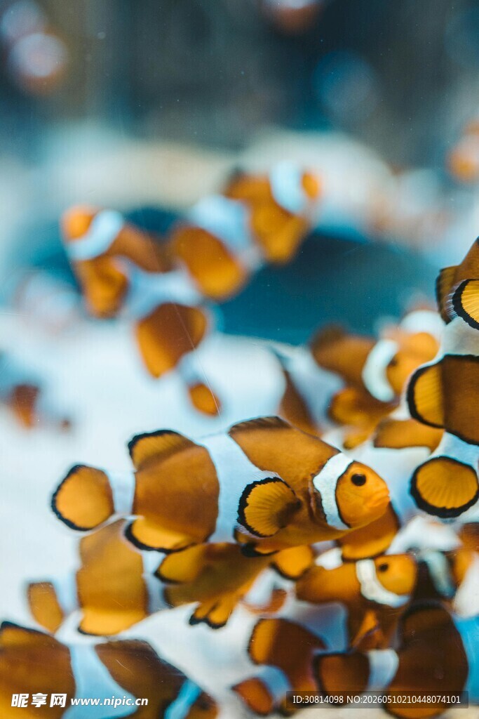 灵动小丑鱼在水中畅游