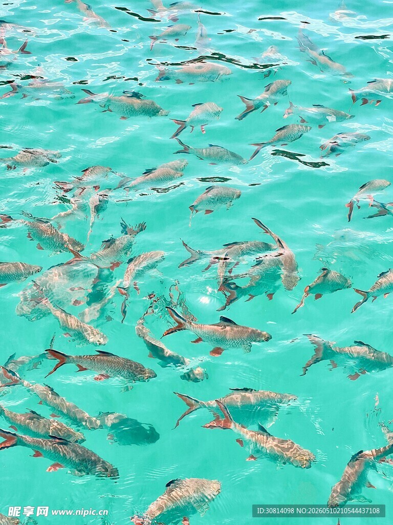 清澈海水中的群鱼游动