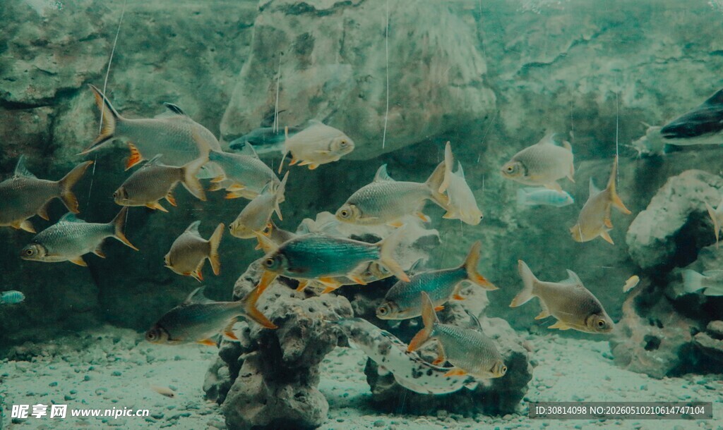 海底群鱼共游美丽景象