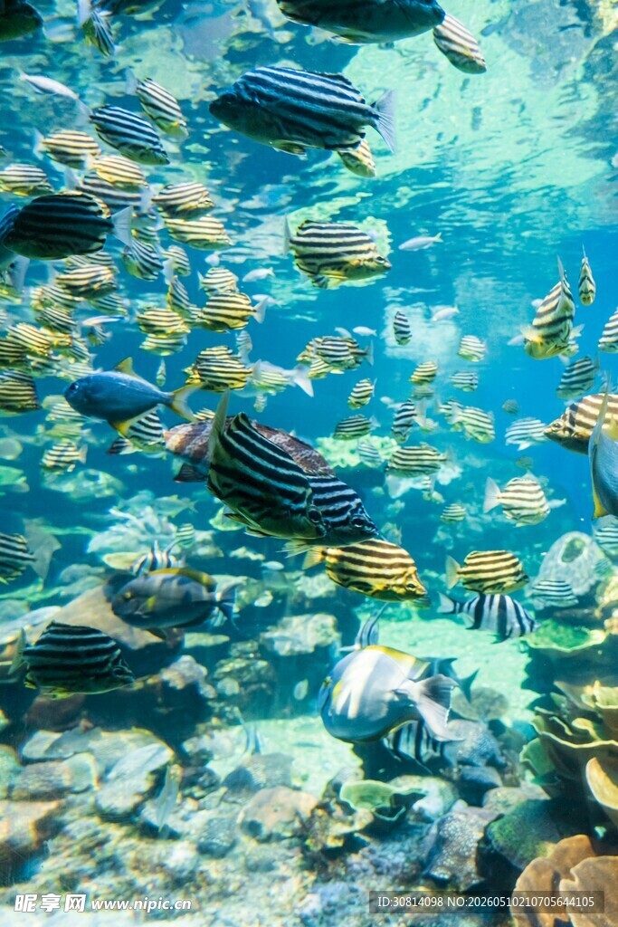 海底缤纷鱼群畅游景象