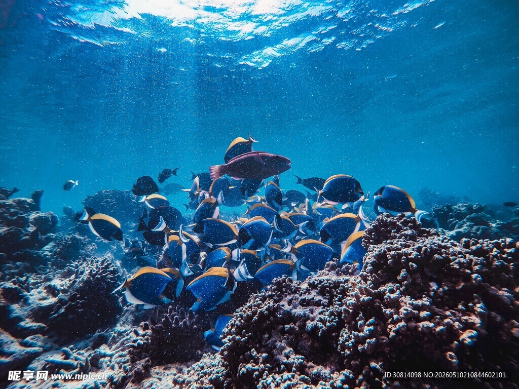 海底多彩鱼群与珊瑚景观