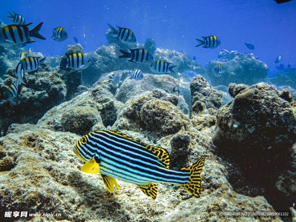 海底斑斓鱼群与珊瑚景观